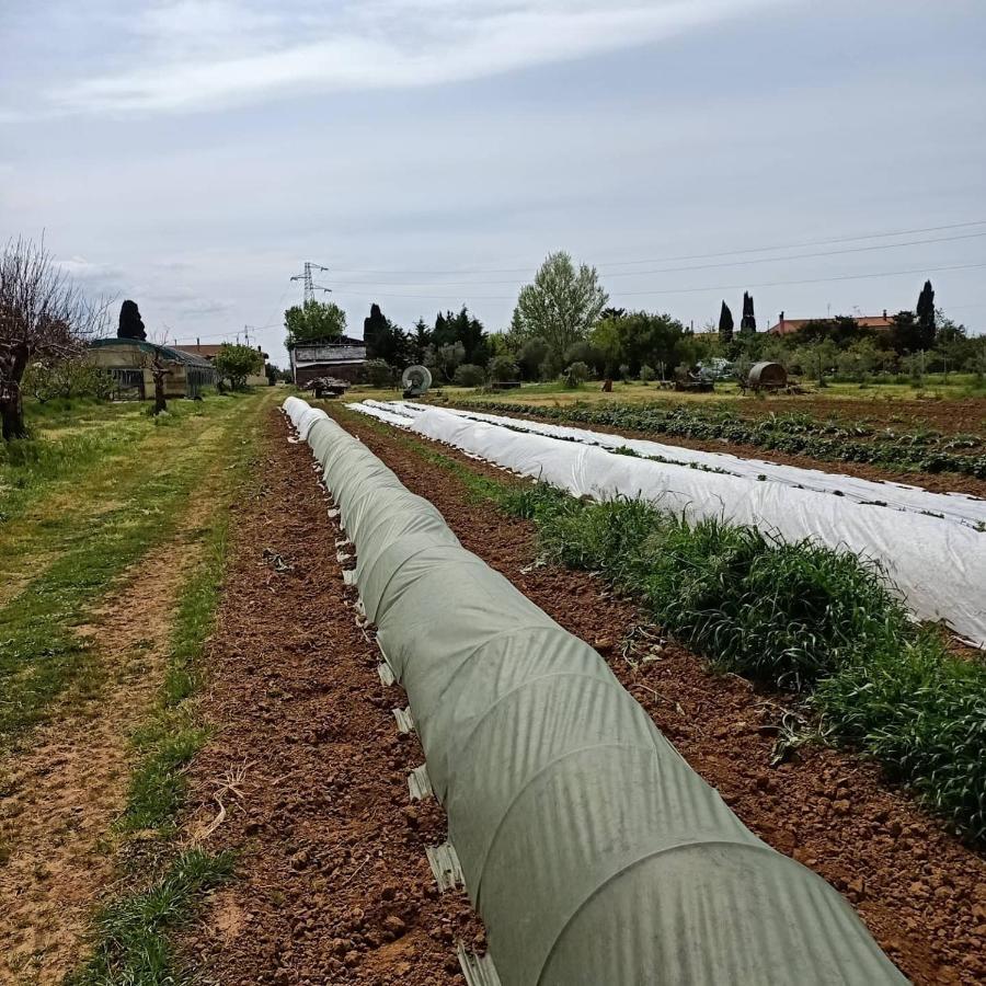 Agriturismo Il Cipresso Vada Kültér fotó