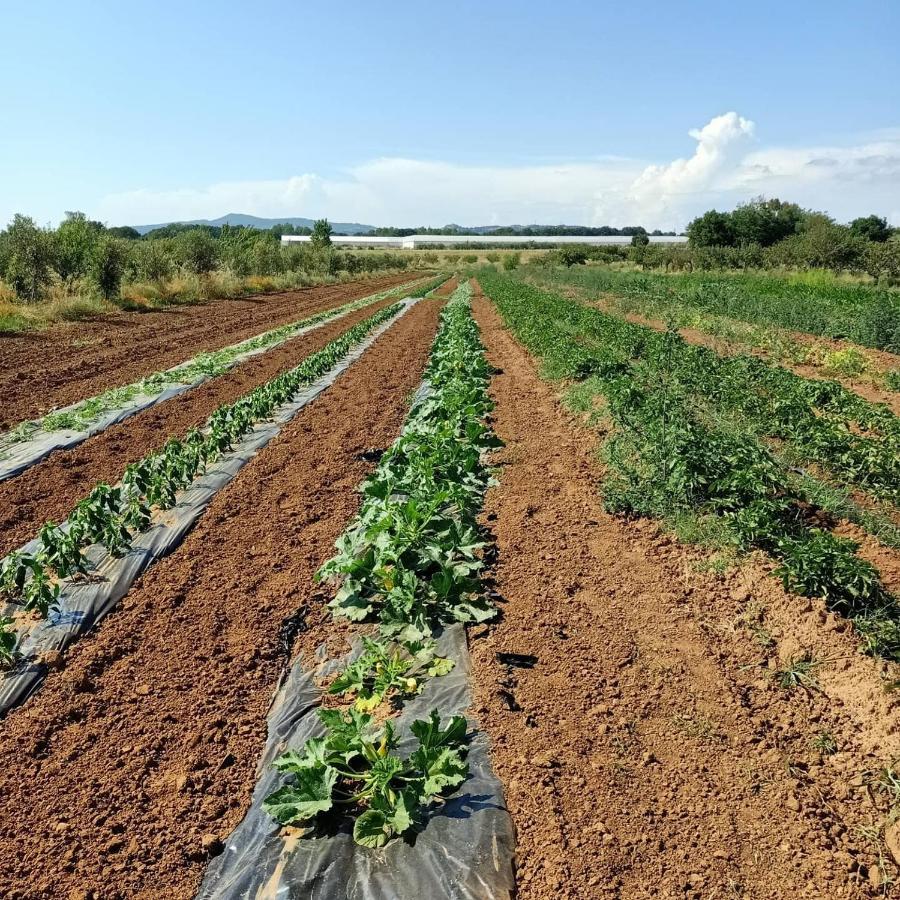 Agriturismo Il Cipresso Villa Vada Kültér fotó