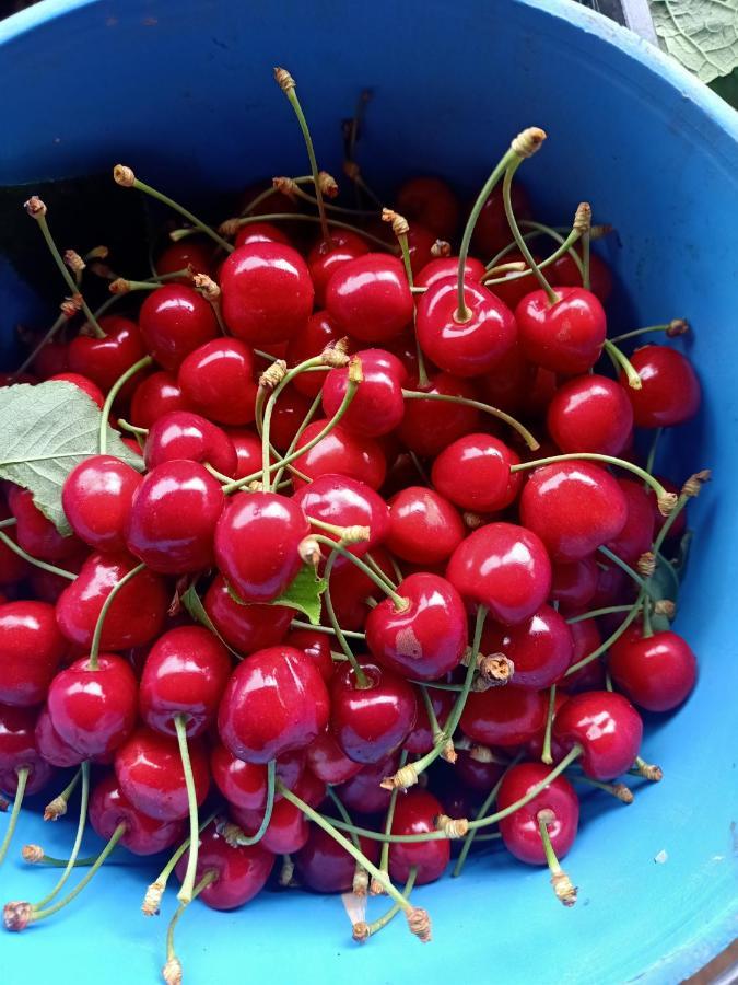 Agriturismo Il Cipresso Vada Kültér fotó