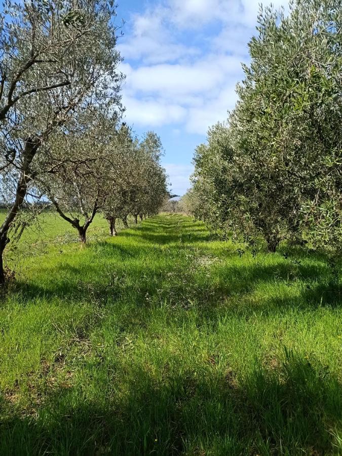 Agriturismo Il Cipresso Vada Kültér fotó