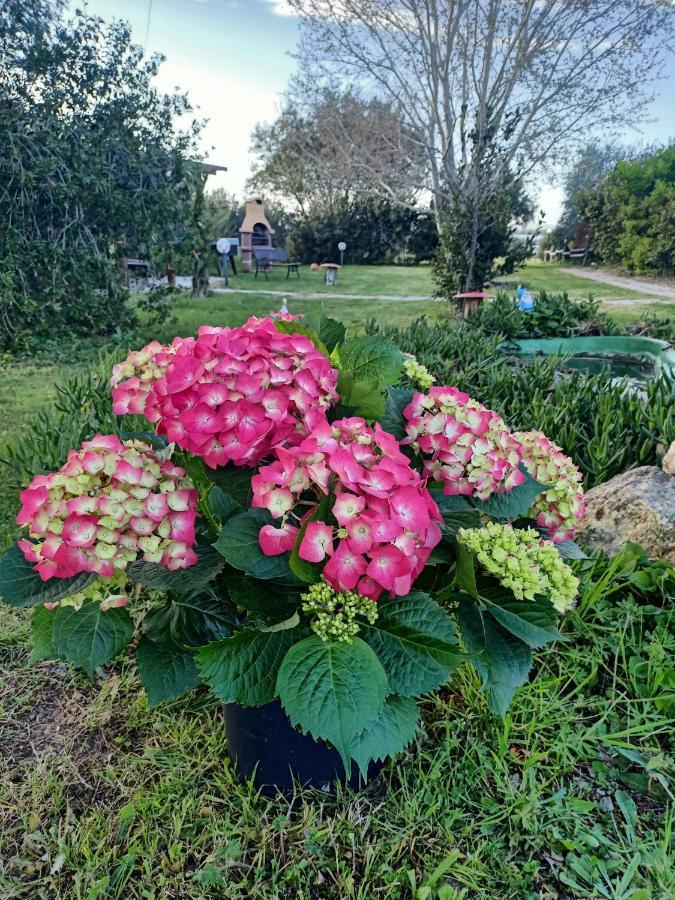 Agriturismo Il Cipresso Vada Kültér fotó